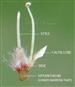  Floral parts